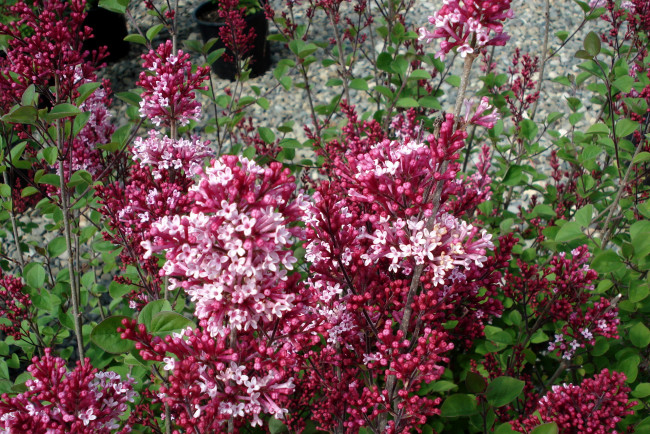 Обои картинки фото цветы, сирень