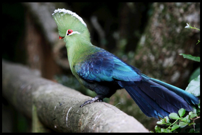 Обои картинки фото турако, животные, разноцветный, хохолок