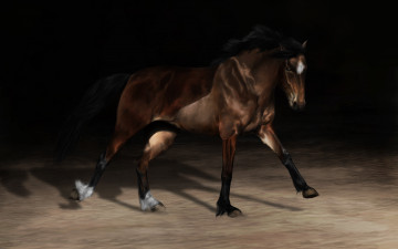 Картинка рисованные животные лошади лошадь