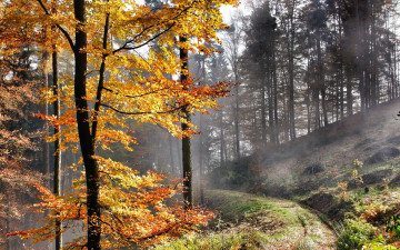 Картинка природа дороги осень