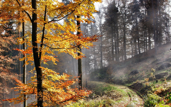 Обои картинки фото природа, дороги, осень