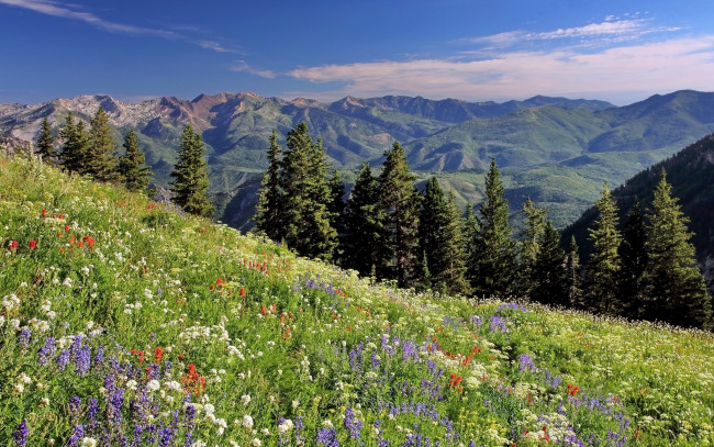 Обои картинки фото природа, луга, ели, луг, цветы, wasatch, range, utah, хребет, уосатч, юта