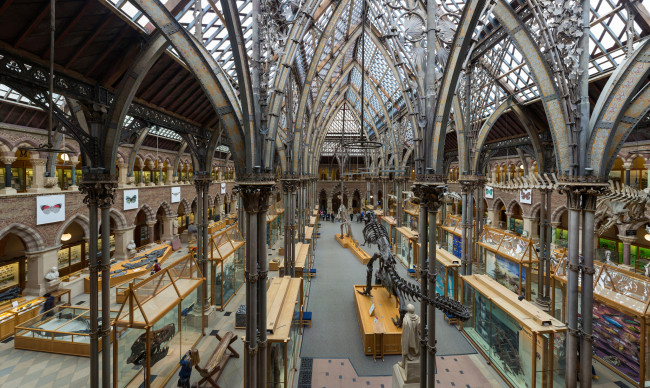 Обои картинки фото pitt rivers museum,  oxford, интерьер, дворцы,  музеи, музей