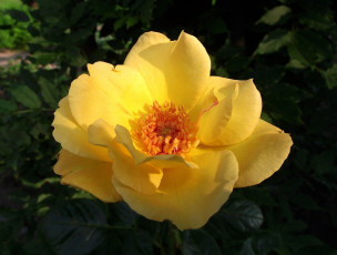 Картинка цветы розы желтый