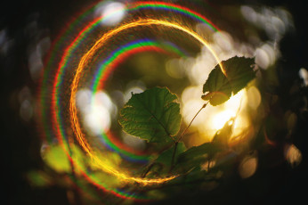 Картинка природа листья свет