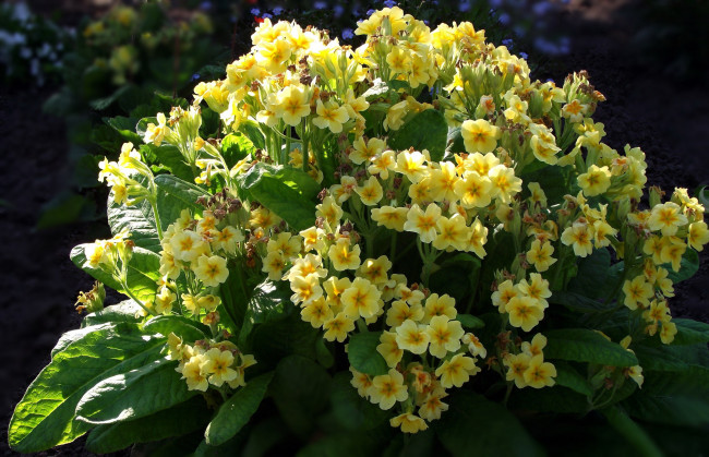 Обои картинки фото цветы, примулы, первоцветы