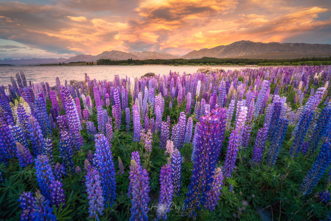 Обои картинки фото природа, луга, цветы, 0зеро