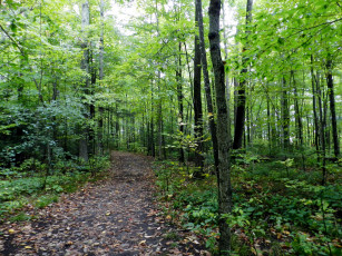 Картинка природа лес лесная деревья тропинка осень