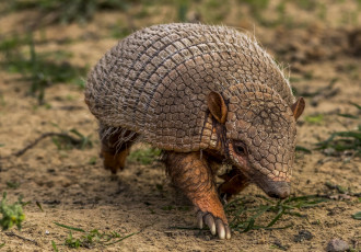 обоя животные, броненосцы,  панголины, броненосец