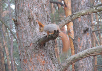 Картинка животные белки белка