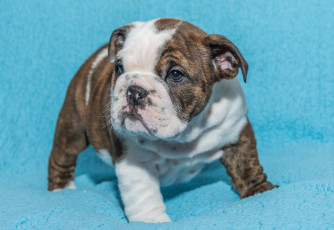 Картинка животные собаки фон собака щенок малыш английский бульдог