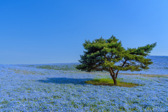 Картинка природа деревья луг дерево