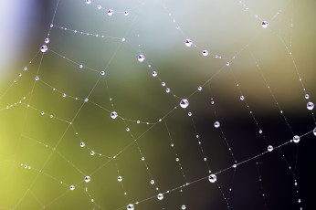 Картинка природа макро паутина капли