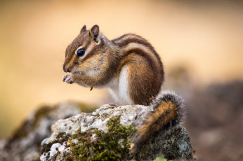 Картинка животные бурундуки бурундучок