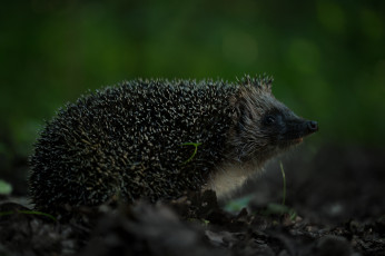 Картинка животные ежи листья лес еж иголки