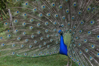 Картинка животные павлины павлин