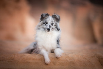 Картинка животные собаки собака взгляд шелти друг шетландская овчарка