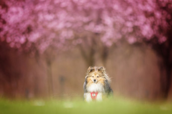 Картинка животные собаки трава прогулка собака