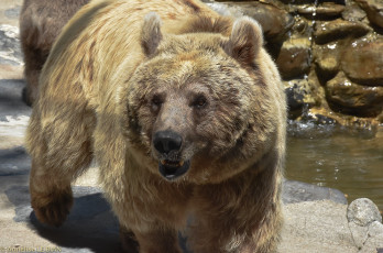 Картинка животные медведи мишка