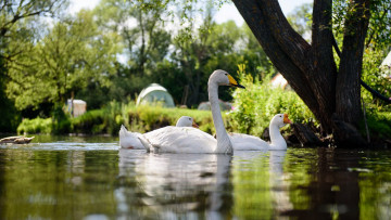 Картинка животные лебеди лебедь гуси вода