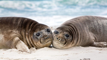 Картинка животные тюлени +морские+львы +морские+котики фолклендские острова ушастый тюлень морской лев