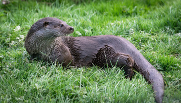 обоя животные, выдры,  каланы,  ондатры, выдра