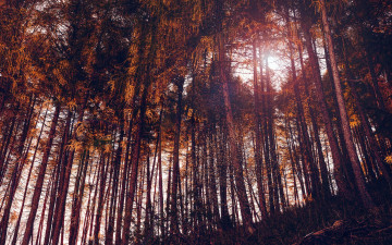 Картинка природа лес сосны