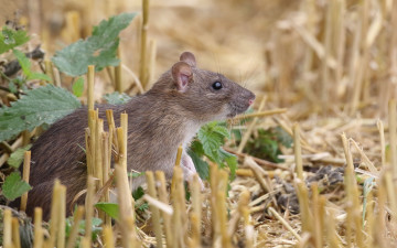 Картинка животные крысы +мыши мышка