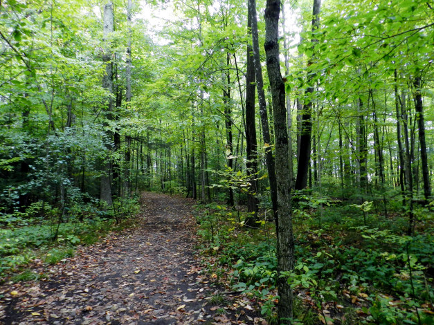 Обои картинки фото природа, лес, лесная, деревья, тропинка, осень