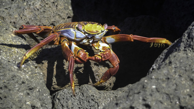 Обои картинки фото животные, крабы,  раки, краб