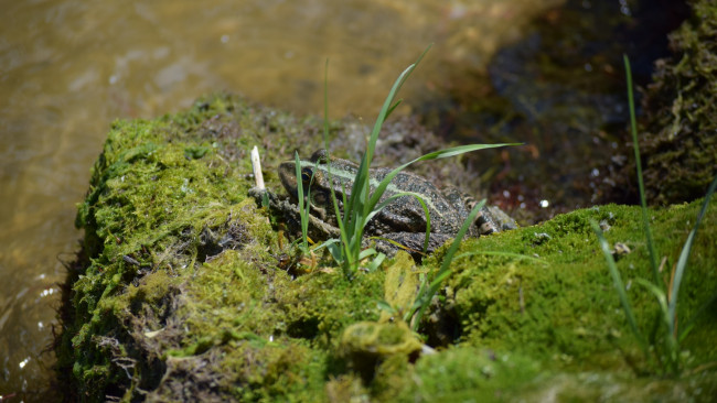 Обои картинки фото животные, лягушки, тина, река, лягушка