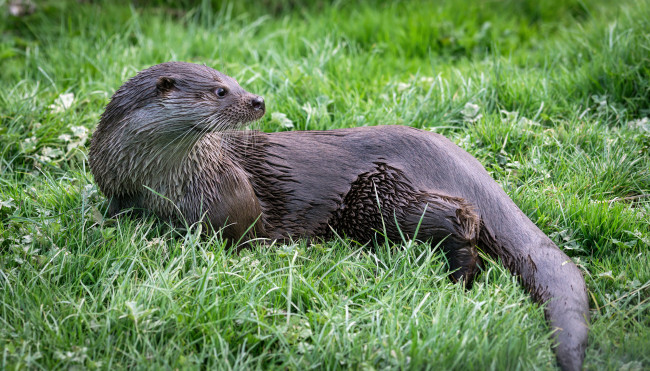 Обои картинки фото животные, выдры,  каланы,  ондатры, выдра
