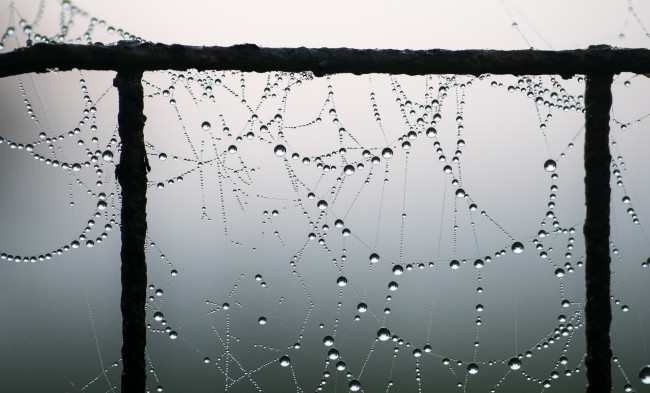 Обои картинки фото природа, макро, капли, паутина