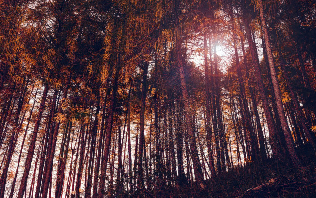 Обои картинки фото природа, лес, сосны