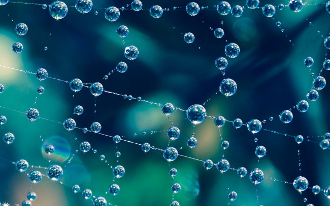 Обои картинки фото природа, макро, капли, паутина, вода