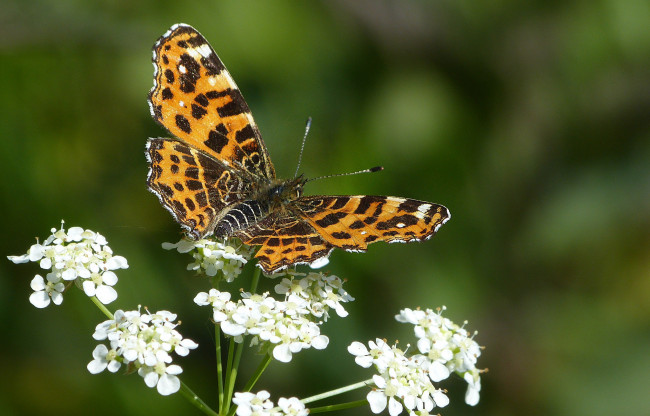 Обои картинки фото животные, бабочки,  мотыльки,  моли, бабочка