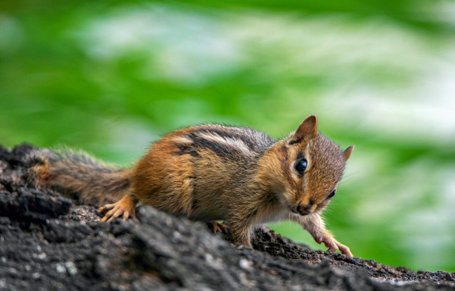 Обои картинки фото животные, бурундуки, бурундучок