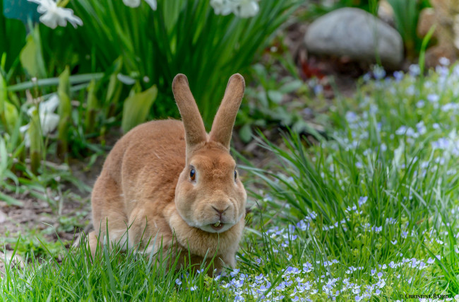 Обои картинки фото животные, кролики,  зайцы, зайчик