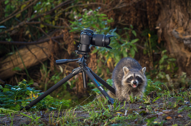 Обои картинки фото животные, еноты, енот