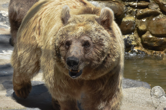 Обои картинки фото животные, медведи, мишка