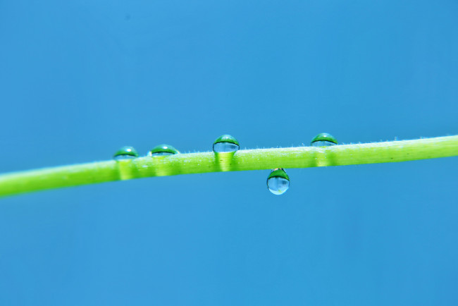 Обои картинки фото природа, макро, капли