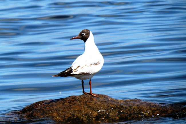 Обои картинки фото животные, Чайки,  бакланы,  крачки, река, чайка, птица