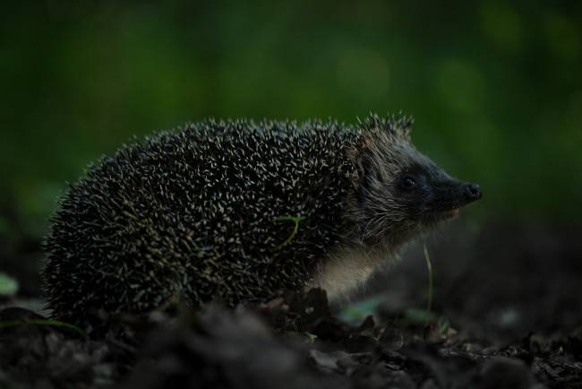 Обои картинки фото животные, ежи, листья, лес, еж, иголки