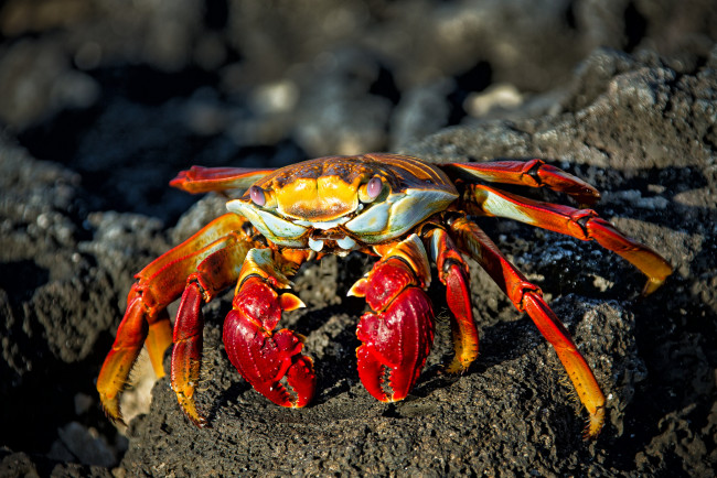 Обои картинки фото животные, крабы,  раки, краб