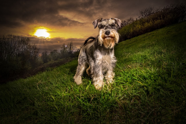 Обои картинки фото животные, собаки, песик