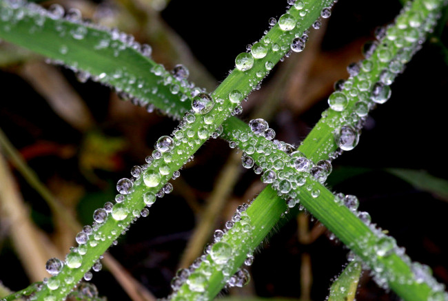 Обои картинки фото природа, макро, трава, капли