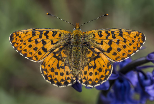 Обои картинки фото животные, бабочки,  мотыльки,  моли, бабочка