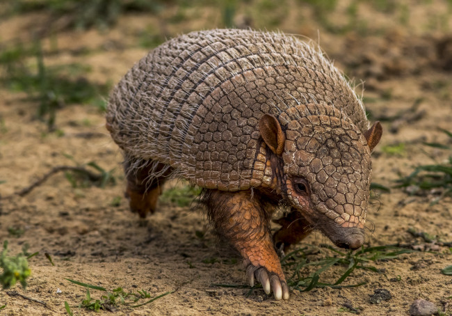 Обои картинки фото животные, броненосцы,  панголины, броненосец