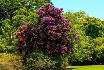 Картинка природа деревья бугенвилея