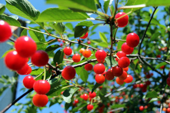 Картинка природа Ягоды вишня